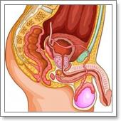 воспаление семенных пузырьков, везикулит